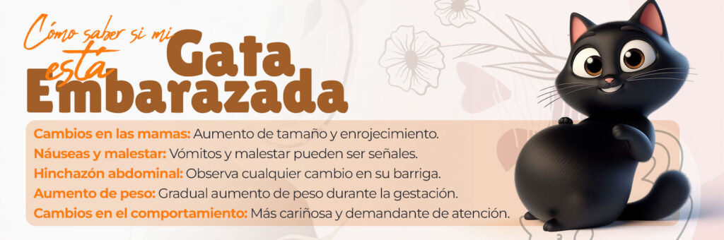 ¿Cómo Saber si Mi Gata Está Embarazada? 